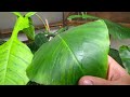 General plant care routine - watering, pests, pottering and general living in an indoor jungle!