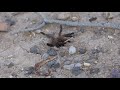 Tarantula Hawk vs Tarantula