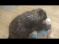 Wet Porcupine Shakes like a Dog and Sprays Water Everywhere