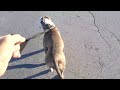 Taking my American Bully Chico for a walk