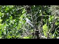 New Bird Visits~White bellied #Cuckooshrike & Bird Call~#Backyardbirds Australia  #BirdTV