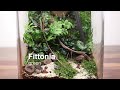 Learn to build a scaped moss wall terrarium