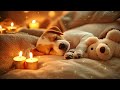 Dog Sleep Music for Dogs🐶Reduce Your Pet's Anxiety Stress🐶💖Comfort Your Dog🎵