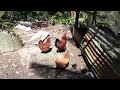 Chickens are eating organic leaves/food  in the beautiful sunshine 🌞of  Jamaica 🇯🇲