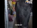 Girl Sneaks Baby Cow into Her House and the Cow Breaks in Again a Year Later | The Dodo