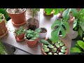 Peperomia Hope 7 Months After Propagation | AND MORE PLANTS!