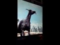 Screaming goat (Goat simulator)