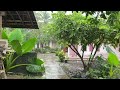 Heavy Rain and Thunder In Peaceful Rural Life | Walk In The Rain | Rain Sounds for Healing Stress