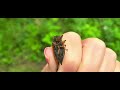 Forest preserve walk, Cicada ASMR. Chill walk along a busy bike path. #nature #outdoors