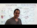 Sensation vs. Perception: What's the Difference?