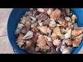 Muriatic Acid Shell Cleaning. What happens to shells cleaned with acid. Tons of before & after!