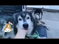 Daily Huskies ไซบีเรียนฮัสกีบ้านแม่แพทนั่งเล่น เดินเลาะที่หมู่บ้านค่ะ 🥰💕