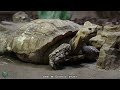 🐢✨ Turtles: Exploring their Natural Habitat 🍃💚