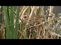 Song Sparrow babies