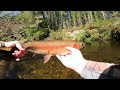 Hidden Treasures: Fly Fishing Tiny Creek For Epic Brown Trout