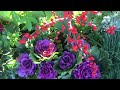 Christmas decorated flowerbeds at University Village, Seattle - next to Apple Store video clip 4