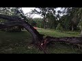 Tree crashed in half by angry demigod