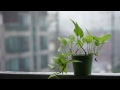 Gentle rain sounds - Raindrops falling over green plants 1 hour