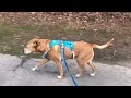 12 Year Old Hawaiian Dog Goes For Walk