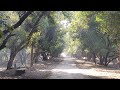 Bharatpur | A herd of Spotted Deer crosses our path | Keoladeo National Park