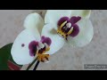 Орхидеи Новинки в коллекции! Новые Орхидеи из Леруа./ Хомяк проснулся!))//#Orjidea #Orchids