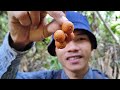 MENCARI BUAH BUAHAN LIAR DI HUTAN, MENEMUKAN BUAH WOROMORO, BUAH HOE, DAN BUAH TIN HUTAN MINI