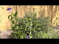 AZ Plant Reviews - Baja Ruellia (Ruellia peninsularis)