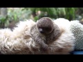 Baby Sloth Edward Will Melt Your Heart!