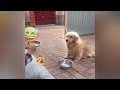 Try Not To Laugh Cats And Dogs Videos😹🐶New Funny Animals Video 2024
