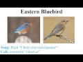 CEAP birds - flycatchers, vireos, and thrushes