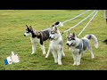 Mengenal Lebih Dekat Anjing Siberian Husky dari Siberia