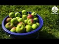 How to Grow Apple From Seeds at Home in Africa (Gabon)
