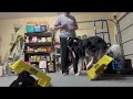 Rear work with Riker, Poe & Karrde - Watch POE Grow - The life and Training of a Competition Puppy