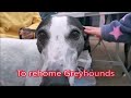 Fostering a Greyhound