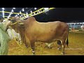 AFRIDI Cattle Farm | Super Highway Karachi | Cow Mandi 2024