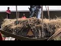 100+ year old Avery Road Locomotive Powers A Belt-Driven Thresher: Vintage Farm Technology Preserved