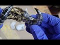 How to apply RUB 'N BUFF to a 3D printed resin model for a AWESOME painted look Diablo 4 #howto