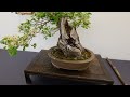 Esposizione Bonsai - Hanami 2024