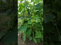our cucumber plants