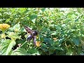 Красивая, Редкая И Очень Важная Чёрная Пчела | Beautiful, Rare And Very Important Black Bee