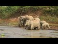 HOW TO GET DOWN IN STEEP BANKS || ELEPHANTS SHOWING THEIR SKILLS || WILD ASSAM || হাতী กเรนทร 🐘