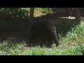 This Bear Stalked My Family For  A Week