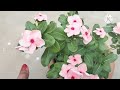 Hybrid vinca plant/Hybrid Vinca Plants care and fertilizer/बह पंद्रह दिन में एक बार विंका पर