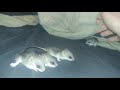 Baby acacia rat cuteness showcase backfire