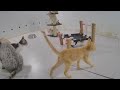 🐱 Funniest Dogs and Cats 😹 Best Funny Animals 2024 🐱