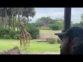 dia de Animal Kingdow - Safari com família -11 de maio de 2024(1)