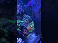 2 and a half year reef tank update 2023