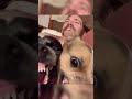 Video 12: Dogs just being Funny