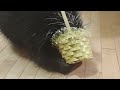 Porcupine Easter 2024