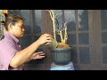 Membuat bonsai sisir gaya raff | make raff style kaliage bonsai